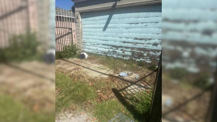 Terrified California Puppies Found Clinging To Each Other After Being Dumped In An Alley