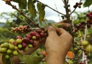 Prevén incremento del 40 % de la producción nacional del café