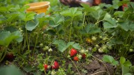 The Secret To Caring For Your Strawberry Plants After Harvest