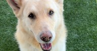 Adopt Ares: a devoted companion awaits his forever home