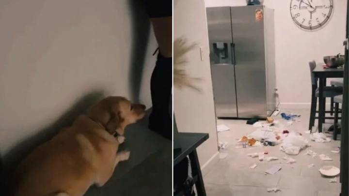 Arizona Dog’s Guilty Eyes Tell The Story Of A Mess Too Big To Hide