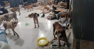 Denuncian irregularidades en sacrificios de animales en el Centro de Bienestar de Cancún