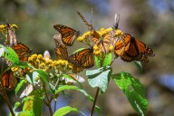 Por primera vez, 500 mariposas monarca con microchips de rastreo llegan a México provenientes de Canadá