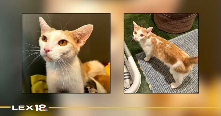 Pet of the Day on Nov. 3: Hadley