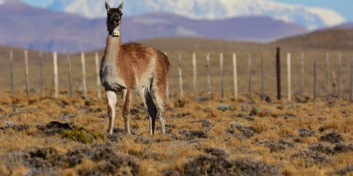 Productores de Chubut denuncian una matanza de guanacos en sus campos: “Los asesinan brutalmente, sin escrúpulos”