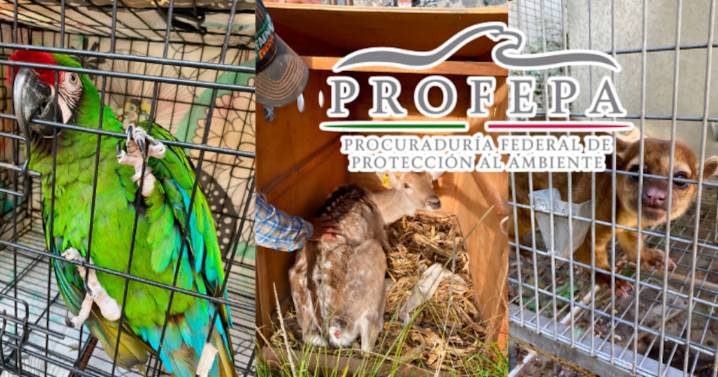 Clausuran parque en Morelos tras hallar animales desnutridos, estresados y en condiciones deplorables: Profepa asegura 41 ejemplares silvestres, entre ellos un mono araña y guacamayas en peligro