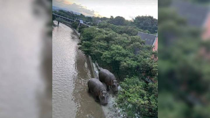 La divertida respuesta del Metro a usuario que preguntó por esta foto con hipopótamos en el río Medellín