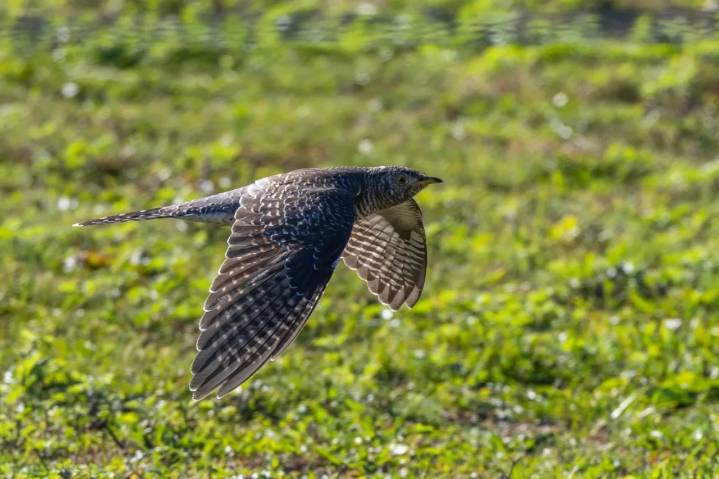 Avistamiento histórico: Cuco aparece por primera vez en Nueva York