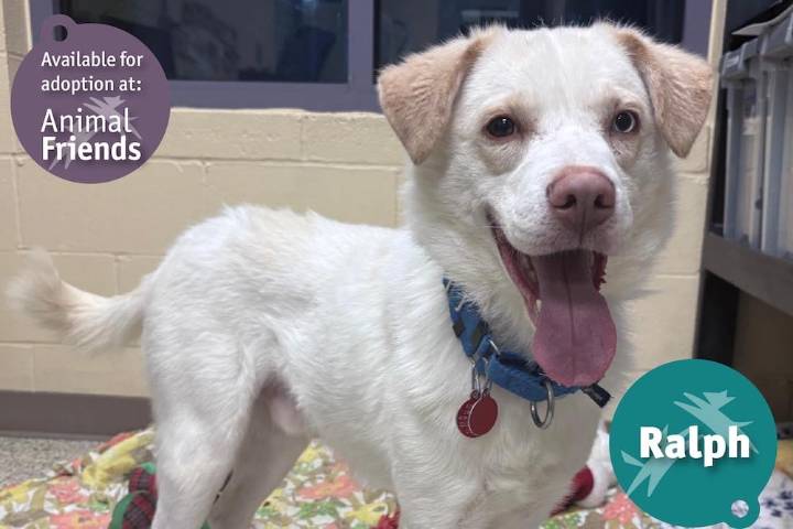 Pittsburgh Pet of the Week: Ralph, a Gentle Mixed Breed
