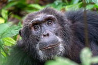 Midwest zoo enters temporary lockdown after chimp escapes enclosure