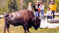 Tourons Push Their Luck At Yellowstone National Park — And Remind Everyone Why You "Don't Pet The Fluffy Cows"