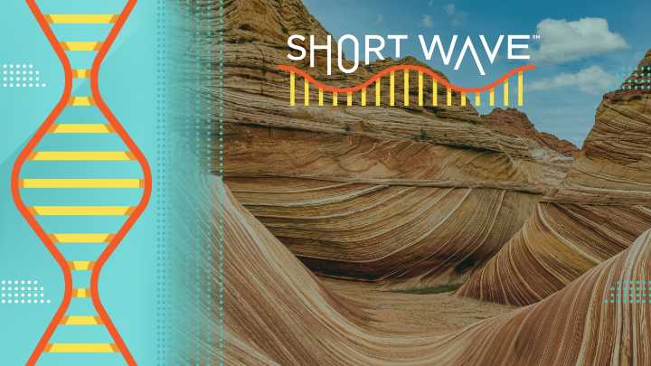 How Rock Has Shaped Human Life : Short Wave : NPR