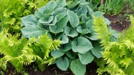The Flowering Ground Cover That Pairs Beautifully With Ferns & Hostas
