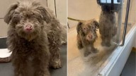 Illinois Dog’s Transformation Leaves Rescuers Stunned As Dirt Washes Away To Show Her Real Color