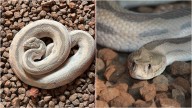 Navi Mumbai News: Rare White Russell’s Viper Rescued In Rabale, Wildlife Experts Suspect Partial Albinism