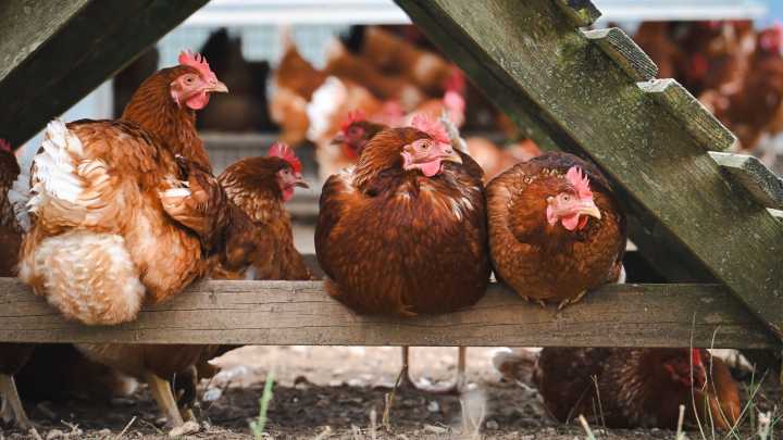 Agricultura prohíbe la cría de aves de corral al aire libre salvo con protección ante el avance de la gripe aviar More