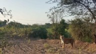 Maharashtra forest department clarifies on viral tiger image circulating