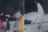 Great white shark Quint becomes 100 apex predator tagged by OCEARCH