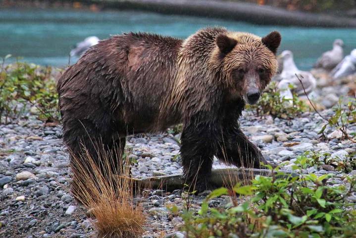 New Details Revealed About Grizzly Bear Attack That Injured Students, Teacher