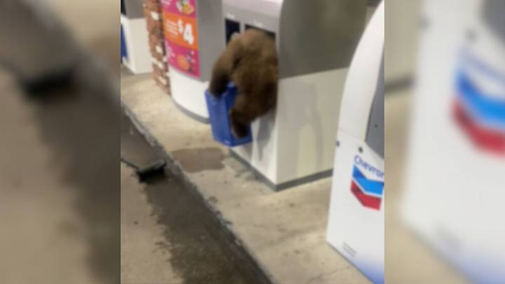 California Man Pulls Into Gas Station And Spots Something Furry Sticking Out Of A Garbage Can