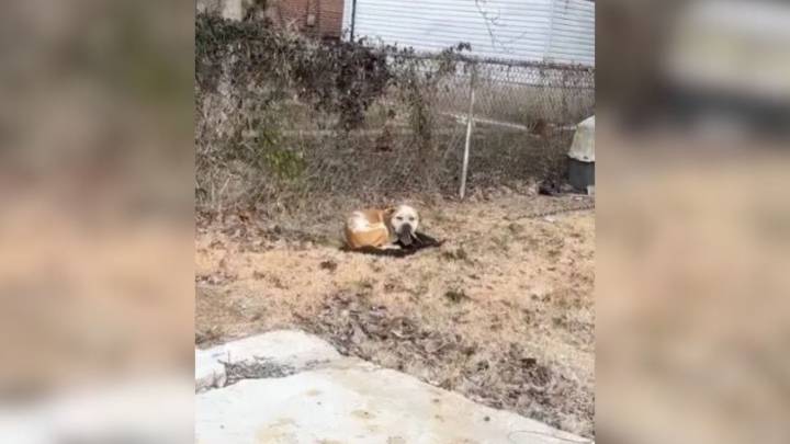 Missouri Dog Found Chained In A Backyard Finally Learns What Love Feels Like