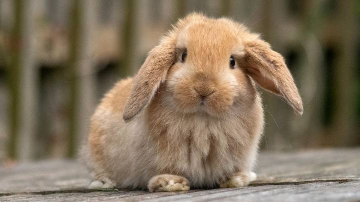 Finding the Cutest Rabbit Breed: 7 Fluffy Cuddle Buddies
