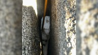Firefighters In California Race To Save 3-Month-Old Puppy Trapped Between Massive Rocks