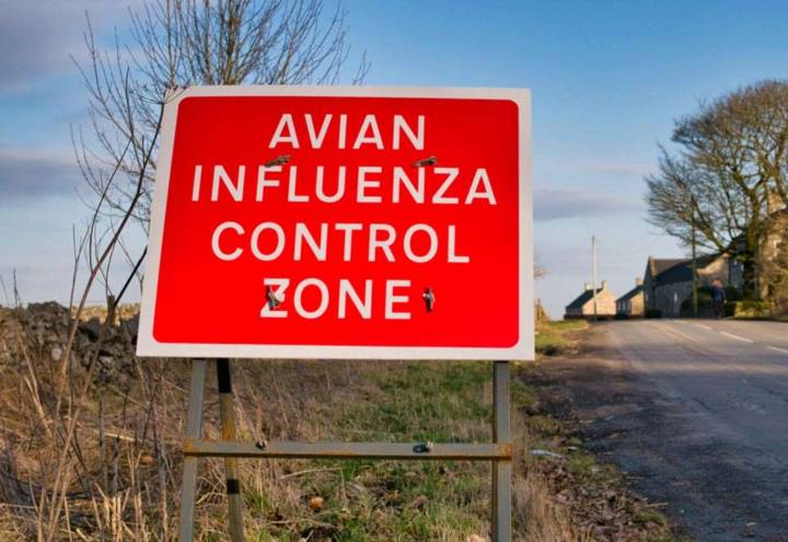 Bird flu warnings in Kent after dead wildlife found near Canterbury and outbreak at poultry farm near Lydd