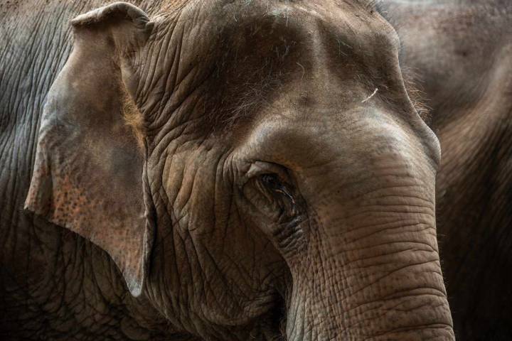Man Trampled to Death by Wild Elephants While at Job Site