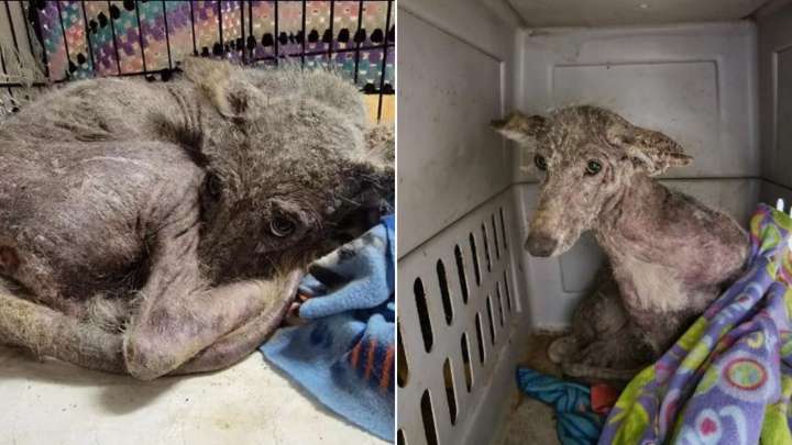Mysterious Animal Found Outside Pennsylvania Home Before Escaping, DNA Test Reveals The Truth