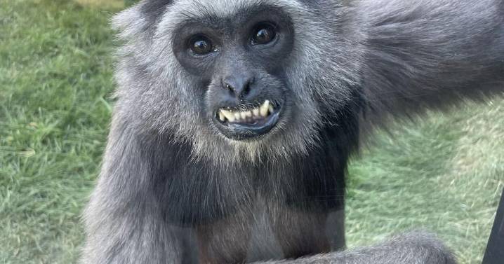 Idaho Falls Zoo euthanizes well-loved gray gibbon