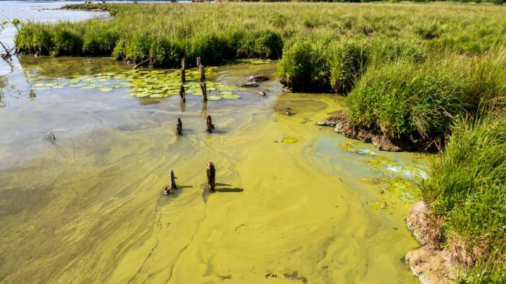Windermere hit by toxic spills once a week as bathers warned of harmful algae