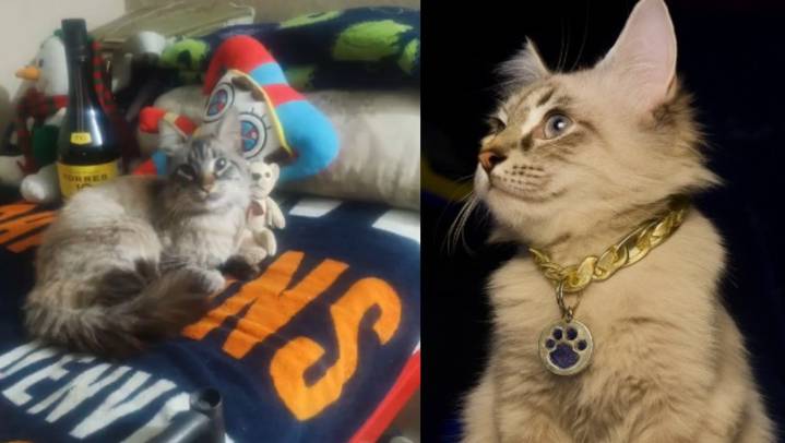 Encuentran a Zafiro, 'gato cobrador' de 'Los Morados' en Puebla y se retira de vida laboral po...