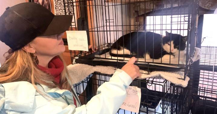 Event helps cat rescue group raise money, adopt out cats
