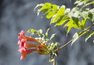 Trumpet vine can be a demanding plant for your garden