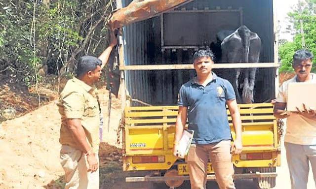 Mangaluru: Cattle smuggling busted in Malluru, accused taken into custody