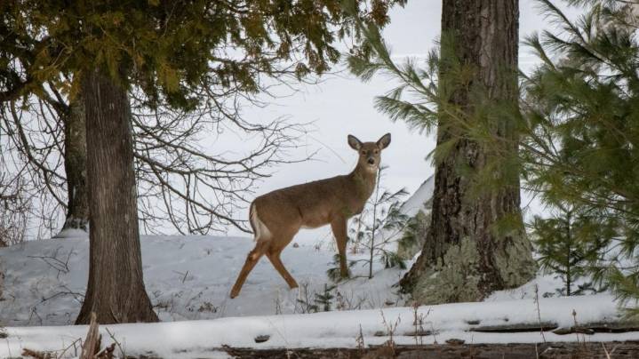 Firearm deer hunting season is starting soon. Here's what to know