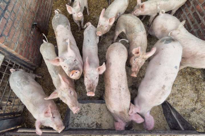 México prohíbe importación de carne de cerdo de España por peste porcina africana
