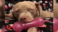 California Dog’s Toy Obsession Has A Heartbreaking Origin That Rescuers Will Never Forget