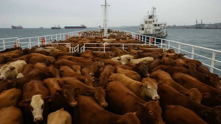 Dónde está el buque Spiridon II con las 2.900 vacas uruguayas varadas en el mar