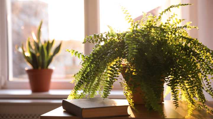 12 Common Indoor Plants That Need Special Care In The Winter To Thrive