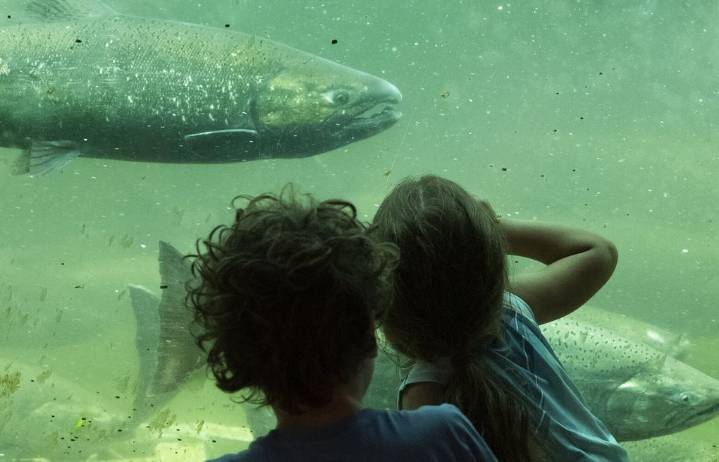 Ballard Locks visitor center, viewing area closed by government shutdown