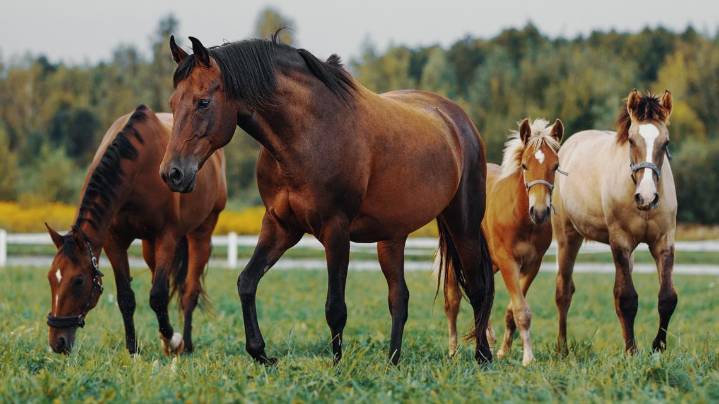 Texas Department of Agriculture warning of equine virus outbreak following event in Waco