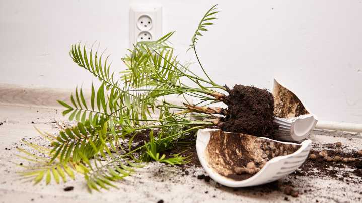 Fix Broken Plant Pots With An Unexpected Type Of Glue