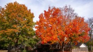 Des Moines trees are showing off their vibrant fall colors
