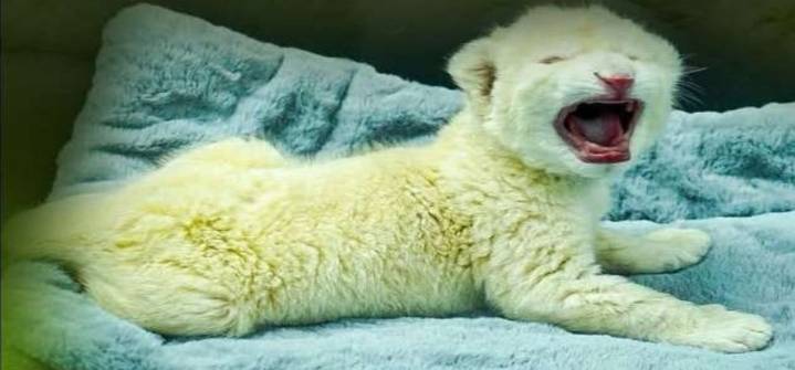 Zoológico de Las Delicias de Aragua celebra el nacimiento de dos leoncitos blanco de Timbavati