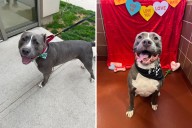 Pit Bull Mix Returned To Shelter Over and Over Again ‘Hasn’t Given Up Hope’