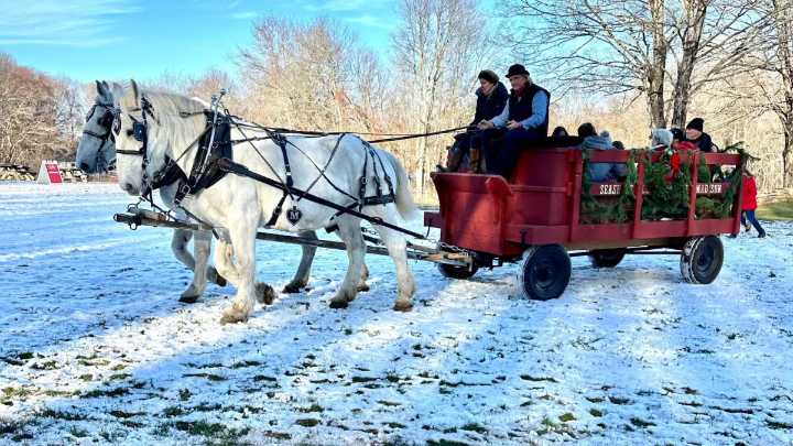 You can ride in a horse drawn carriage for free in Wethersfield