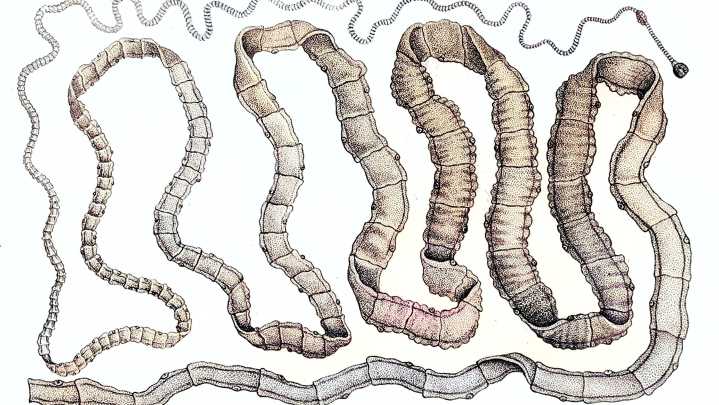 ByGone Muncie: Magic City tapeworms and their cures Chris Flook