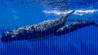Do Whales Have Language? Scientists Just Discovered Sperm Whales Use Vowel Sounds "Thought To Be Unique To Humans"